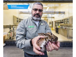 Dr. Andrew Lentini, Toronto Zoo's Curator of Amphibians and Reptiles, poses with Elliot, a fully grown 21 year old Ball Python at the Toronto Zoo in Toronto, Ont. on Friday December 1, 2017.