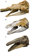 A comparison of skulls used to depict differences in each whale species. a) narwhal skull, b) hybrid skull found in Disko Bay, Greenland, c) beluga skull. (Mikkel Hoegh Post/Natural History Museum of Denmark)