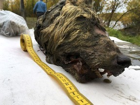 The head of an ancient wolf, which had been preserved in permafrost for over 40,000 years, is seen on the banks of the Tirekhtyakh river in the Republic of Sakha (Yakutia), Russia September 6, 2018. (REUTERS/Valery Plotnikov)
