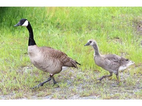 A goose and gosling feed on grass near the Sudbury Yacht Club on Friday.
