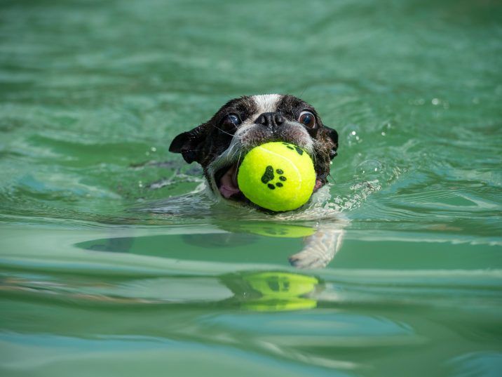 As it becomes easier for Canadians to test the benefits of cannabis-related products such as increasingly popular CBD oil, it’s little wonder that some pet owners are looking to give their furry loved ones the same treatment.