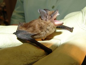 Less than 1% of bats have rabies, but the consequences of being bitten by a rabid bat are so catastrophic that officials caution people to treat every bat as rabid until it can be proven otherwise.