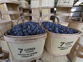 Baskets of blueberries are ready for market. (Postmedia file photo)