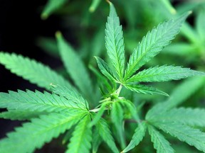 Marijuana plants are displayed for sale at Canna Pi medical marijuana dispensary in Seattle, Washington, November 27, 2012.