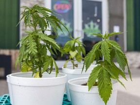 Marijuana plants outside of Smoke On The Water cannabis dispensary at Tyendinaga in Mohawk Territory, outside of Belleville, Ont. on Wednesday June 26, 2019.