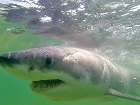 A great white shark known as "Jamison" is shown in a handout photo. (THE CANADIAN PRESS/HO-Massachusetts Shark Research Program / Atlantic White Shark Conservancy)