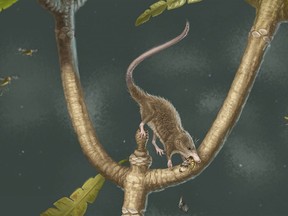 An artist's impression of Microdocodon gracilis, an early mammal relative from the Jurassic Period with a modern mammalian hyoid. At full size, Microdocodon's body was no more than three inches long, but boasted an equally sized tail. (April I. Neander/University of Chicago)