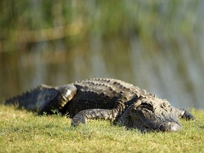 An alligator on the 18th green during the final round of the Zurich Classic at TPC Louisiana on April 29, 2018 in Avondale, Louisiana. (Chris Graythen/Getty Images)