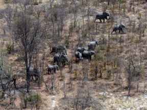 This aerial photograph shows elephants roaming in the plains of the Chobe district in the northern part of Botswana, on September 20, 2018.