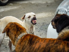 Dogs are pictured in this file photo.