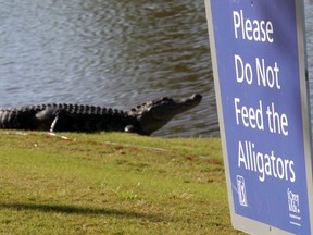 An alligator is seen near the seventh green during the first round of the Zurich Classic at TPC Louisiana on April 25, 2019 in Avondale, Louisiana.