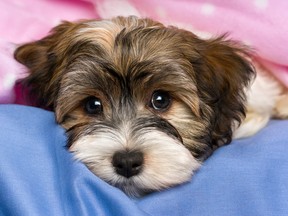 Police seize 72 dogs, many Havanese puppies, from a rural Edmonton property allegedly a puppy mill. Getty Images