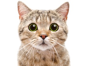 Portrait of a surprised cat Scottish Straight closeup
