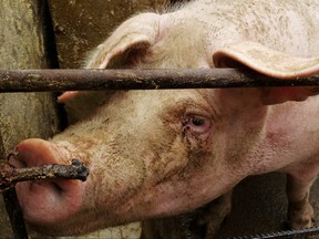 A pig on a farm at a village in Changtu county, Liaoning province, China January 17, 2019.