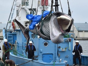 A captured Minke whale is lifted by a crane at a port in Kushiro, Hokkaido Prefecture, Japan on Monday, July 1, 2019.
