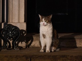 Larry the cat sits on the step of Number 10 Downing Street as the Prime Minister Boris Johnson appoints his cabinet on July 24, 2019 in London. (Jeff J Mitchell/Getty Images)