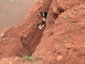Cesar the dog is shown before being rescued in a handout photo. A Prince Edward Island volunteer firefighter is pleased prior training in cliff rescue was useful in saving a frightened dog that fell onto a rocky outcropping. THE CANADIAN PRESS/HO-Steven Carras