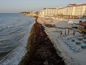 Sargassum seaweed covers the beach in Playa del Carmen, Mexico, Wednesday, May 8, 2019. (AP Photo/Victor Ruiz)