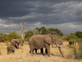 Elephants graze at the Singita Grumeti Game Reserve in Tanzania, October 7, 2018. (REUTERS/Baz Ratner/File Photo)