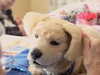 The robotic Tombot puppy developed to keep dementia patients company. (YouTube)