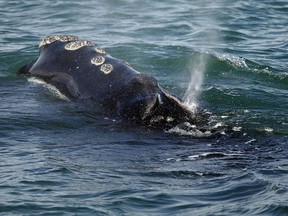 A North Atlantic right whale feeds on the surface of Cape Cod bay off the coast of Plymouth, Mass. A study published Tuesday, June 11, 2019 finds a warmer world may lose a billion tons of fish and other marine life by the end of the century. The international study used computer models to project that for every degree Celsius the world warms, the total weight of life in the oceans drop by 5%. (Michael Dwyer/ORG XMIT)