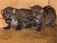 Granby Zoo jaguar Taiama gave birth to these little charmers on Aug. 6, 2019. They are her third and fourth cubs. Photo courtesy of Facebook