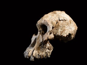 This handout photograph released by The Cleveland Museum of Natural History on August 28, 2019, shows fragments of an Australopithecus skull found in Ethiopia. (HO / CLEVELAND MUSEUM OF NATURAL HISTORY / AFP)
