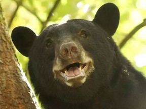 A black bear in a tree at the Greater Vancouver Zoo. (Postmedia files)