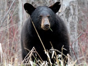 Black bear spotted in northern Ontario. (Postmedia file photo)