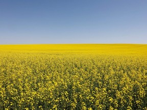 Western Canadian canola fields are seen in full bloom before they will be harvested later this summer in rural Alberta, on July 23, 2019.