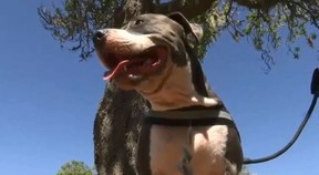 Darby the dog that saved its owner from a shark. (nbcbayarea.com screengrab)