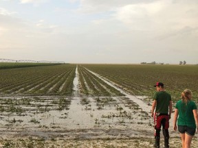 A major hail storm ruined Alberta's corn crop after ripping through the province's corn belt. Michel Camps/Twitter