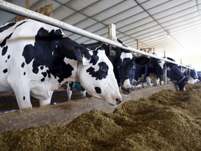 Holstein dairy cows are seen in their barn after being milked at Armstrong Manor Dairy Farm in Caledon, Ont., on Sept. 4, 2018.