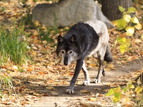 A camper at Banff National Park was attacked by a wolf on Friday, Aug. 9, 2019. Parks Canada is calling the one wolf attack as a 'very rare' occurrence. Getty Images