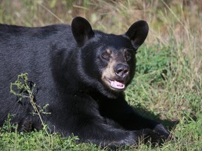 A couple walking their dogs while on a trip to B.C. had a scary encounter with a bear that attacked one of the dogs, which then led his owner to jump on the bear and began punching it. Getty Images