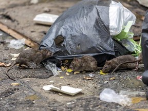 Dirty mice eat debris next to each other.