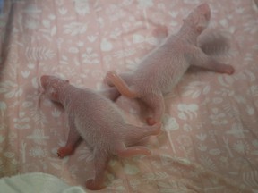 Newborn twin giant panda cubs are seen inside an incubator at the Pairi Daiza wildlife park, a zoo and botanical garden in Brugelette, Belgium, Aug. 9, 2019.