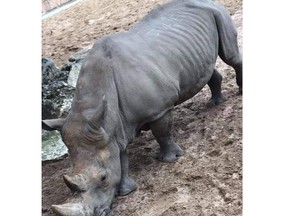 A rhino named Noelle at the La Palmyre zoo in France had two names carved into it's back by visitors.