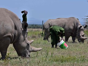 Caretakers feed carrots to Fatu, 19, and her mother Najin (background), 30, two female northern white rhinos, the last two northern white rhinos left on the planet, in their secured paddock on Aug. 23, 2019, at the Ol Pejeta Conservancy in Nanyuki, 147 kilometres north of the Kenyan capital, Nairobi.