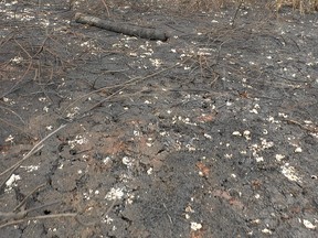 View of damage caused by wildfires in Otuquis National Park, in the Pantanal ecoregion of southeastern Bolivia, on Aug. 27, 2019.