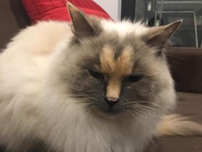 Daisy is a nine-year-old Ragdoll with an unusual penis-shaped marking on her face. (Mini Kitty Commune/Facebook)