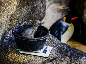 A still-unnamed king penguin chick which was hatched at the Calgary Zoo on Aug. 7, 2019 is thriving and gaining weight, according to the zoo.