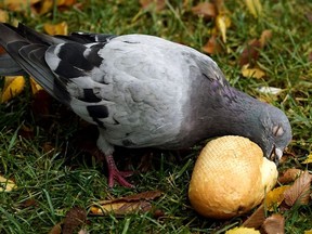 A pigeon feeds on a piece of bread in downtown Edmonton on Tuesday September 10, 2019.