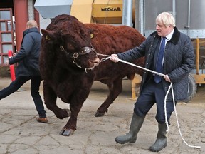 A plain clothes police officer is knocked backwards as Britain's Prime Minister Boris Johnson, right, tries to steer a bull during a visit to Darnford Farm in Banchory near Aberdeen in Scotland on Sept. 6, 2019. (ANDREW MILLIGAN/AFP/Getty Images)