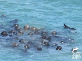 Video footage shows a family of pilot whales swimming close to each other before hunters move in for the kill. (Twitter)