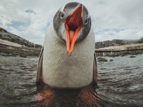 File photo of a gentoo penguin.