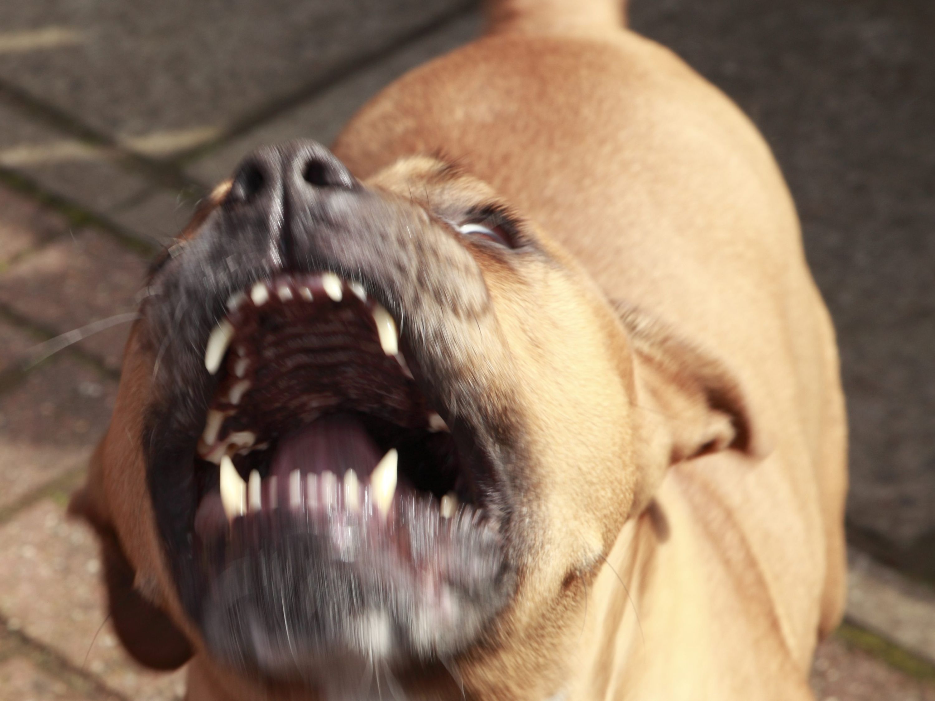 Cartel dogs discount eating man's crotch