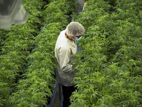 Staff work in a marijuana grow room that can be viewed by through the new visitors centre at Canopy Growths Tweed facility in Smiths Falls, Ont., on Thursday, Aug. 23, 2018. (THE CANADIAN PRESS/Sean Kilpatrick)