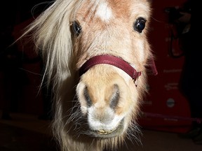 File photo of a miniature horse. (Getty Images)