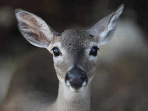 A Key deer is seen on October 26, 2019 in Big Torch Key, Florida.